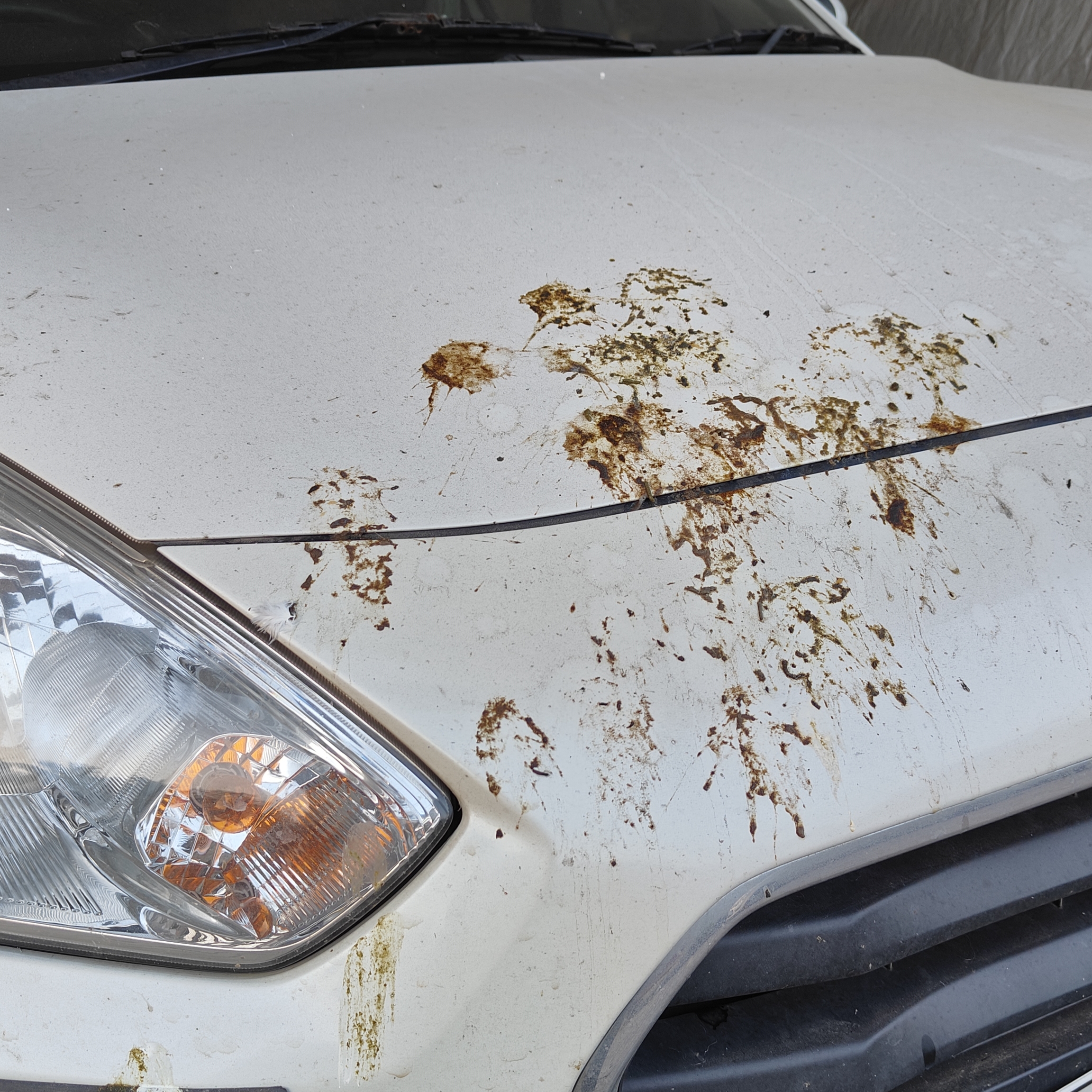 What can Bird poop do to your car's paint?